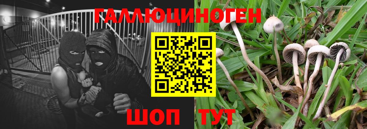 Псилоцибиновые грибы Psilocybe Тихорецк